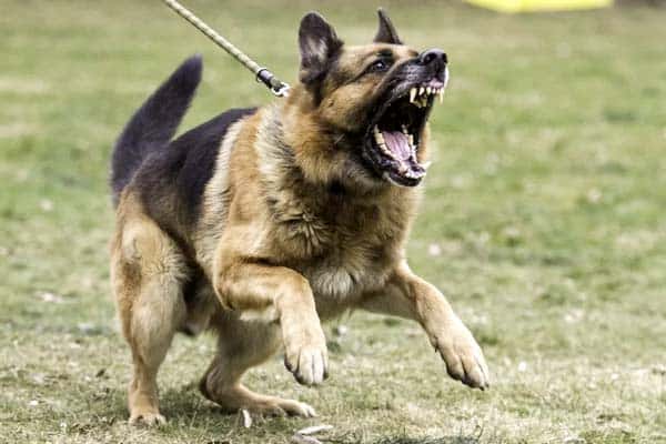german shepherd dog aggression