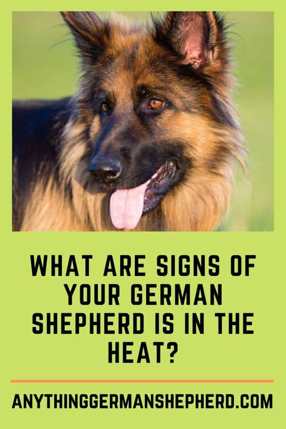 German Shepherd Heat Cycle | Anything German Shepherd