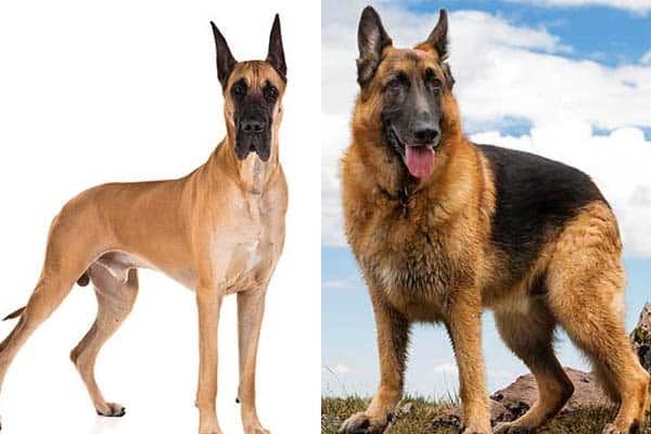 14 Differences Between German Shepherd Dogs And Great Danes Anything German Shepherd