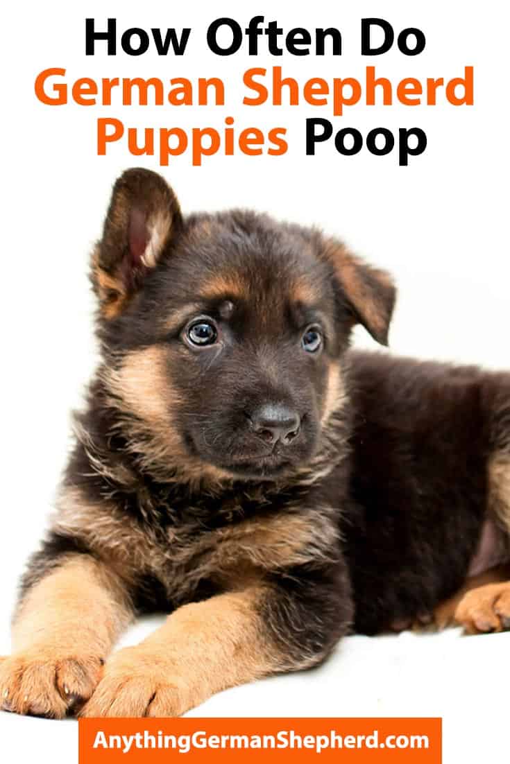 How-Often-Do-German-Shepherd-Puppies-Poop | Anything German Shepherd