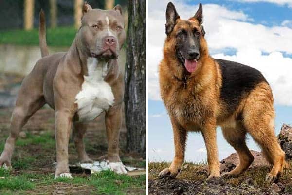 who has a stronger bite pitbull or german shepherd