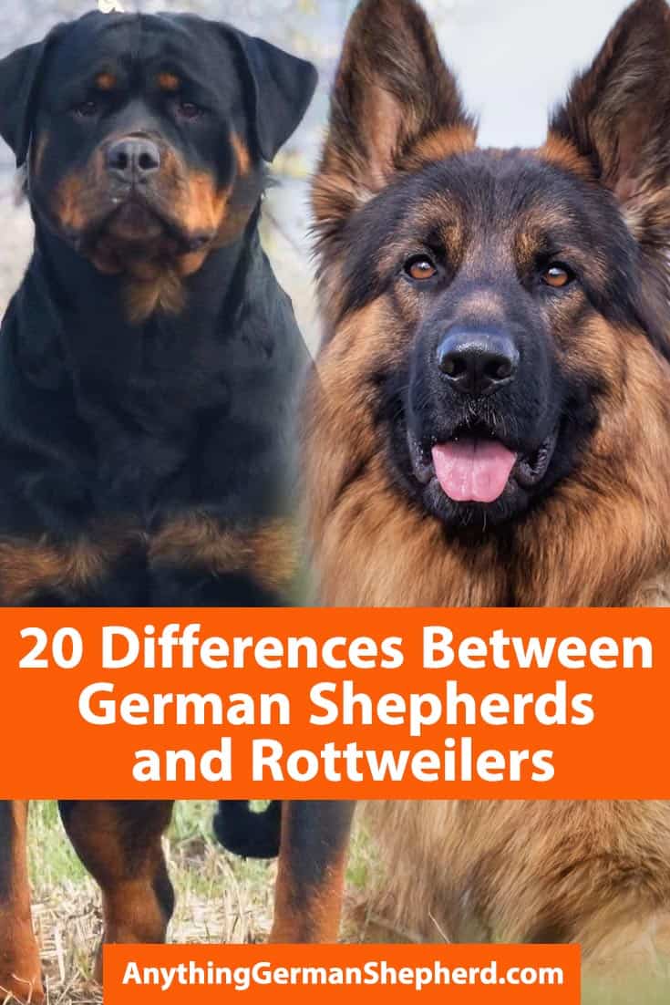 Rottweiler-vs-German-Shepherd 1 | Anything German Shepherd