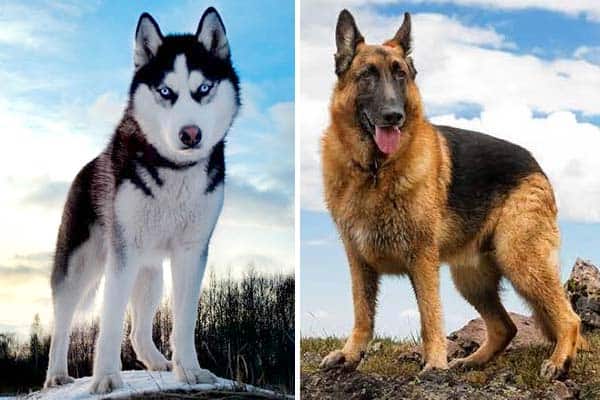 are siberian huskies smarter than german shepherds