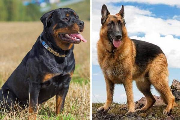 German Shepherd vs Rottweiler: 20 Differences You Must Know