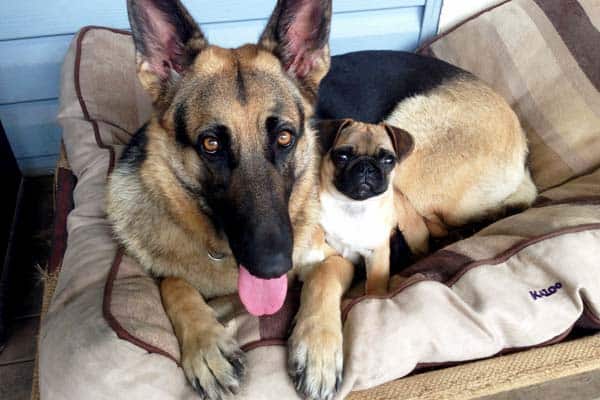 Are German Shepherd With Other Dogs 