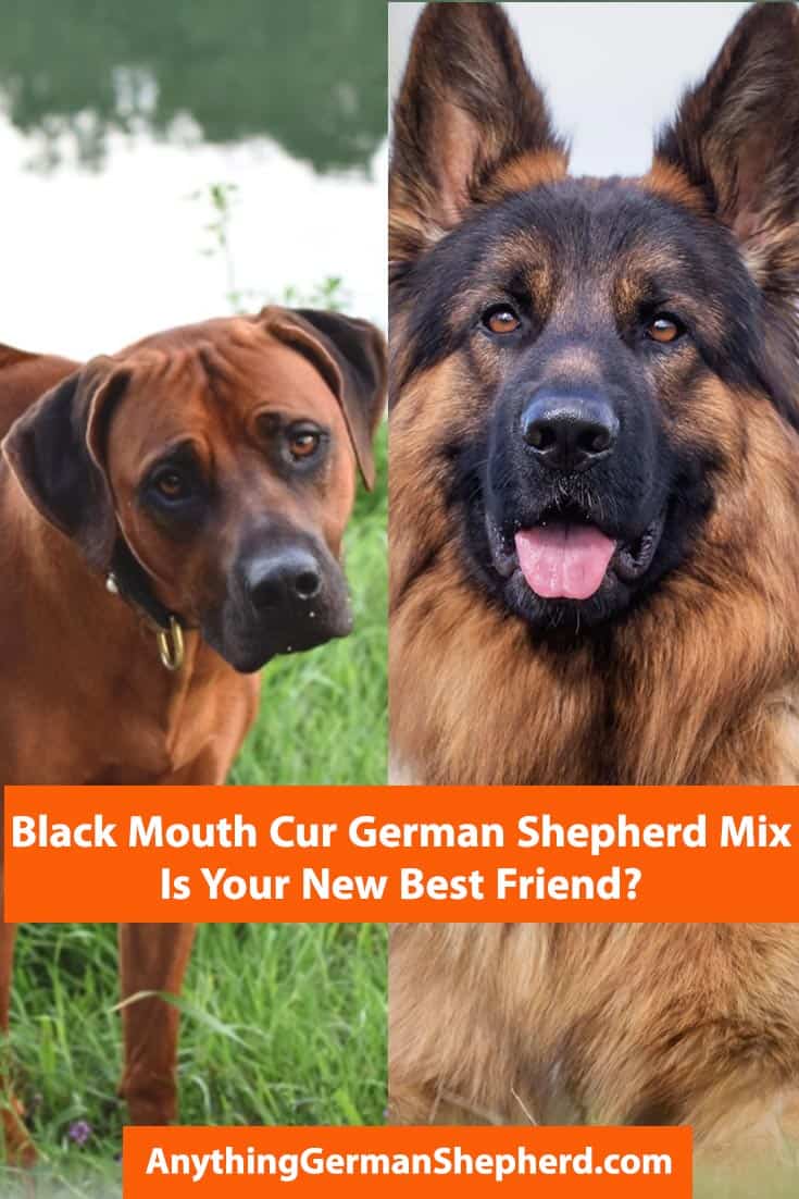 Black-Mouth-Cur-German-Shepherd-Mix | Anything German Shepherd