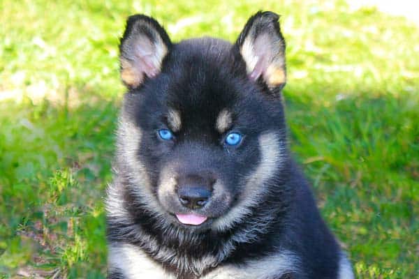 rottweiler puppy was born with blue eyes