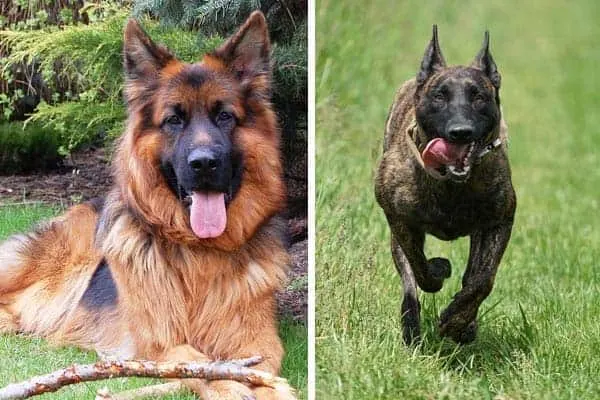 German Shepherd vs Dutch Shepherd: Two Distant Cousins