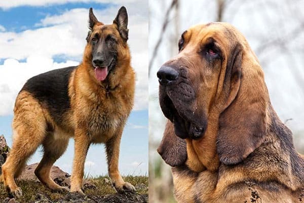 German Shepherd Bloodhound Mix Is A Great Trail Dog Choice Anything German Shepherd