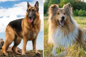 Is It Easy to Care for A German Shepherd Rough Collie Mix?