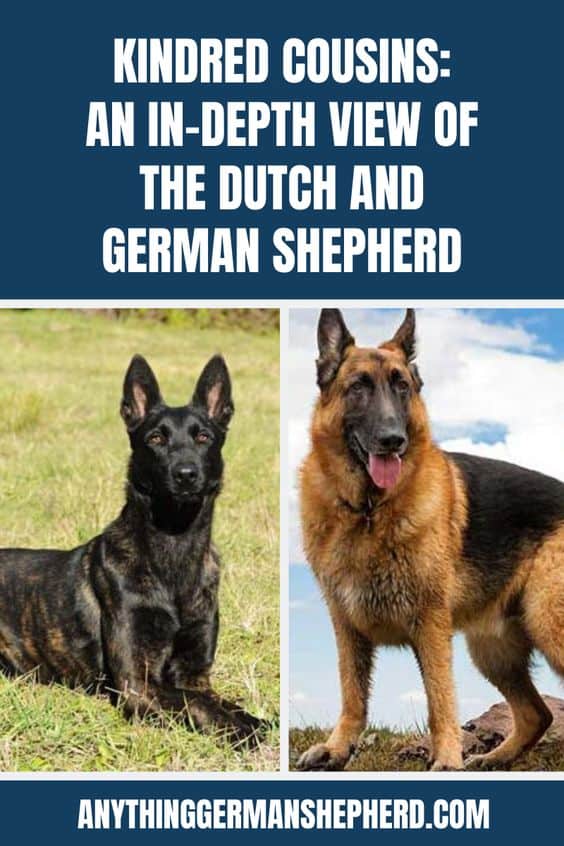 German Shepherd vs Dutch Shepherd | Anything German Shepherd