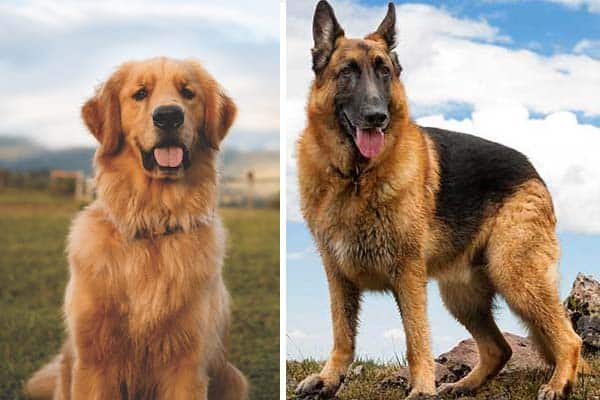 golden retriever and german shepherd puppy