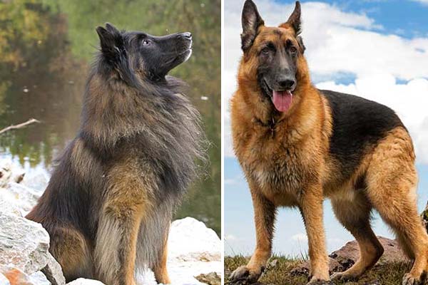 difference between german shepherd and belgian shepherd