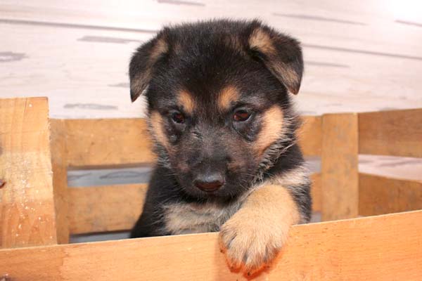 german shepherd puppy ears