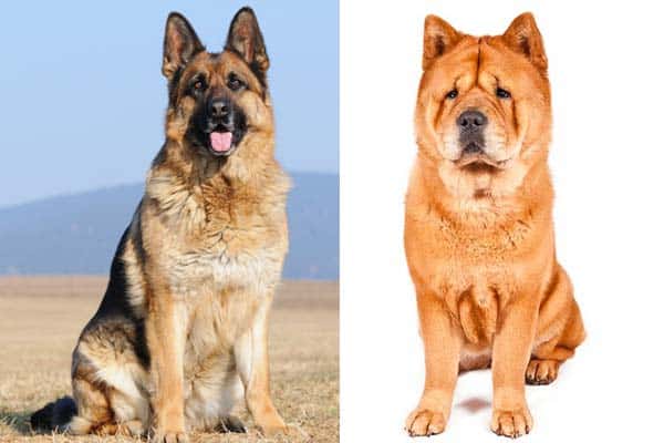Chow Chow German Shepherd Mix What Stands Out About A Fluffy Buddy Anything German Shepherd
