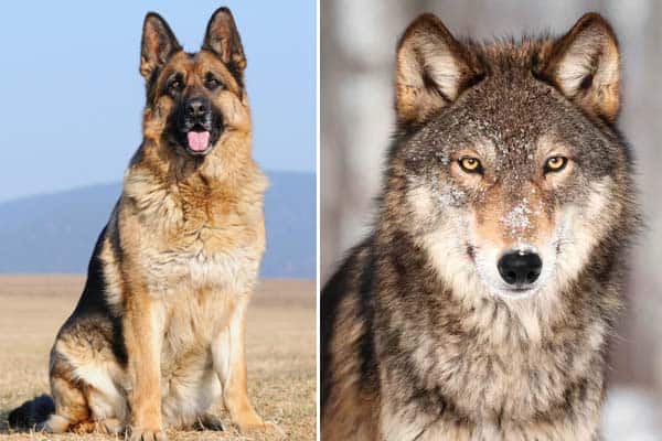 german shepherd and wolf puppies