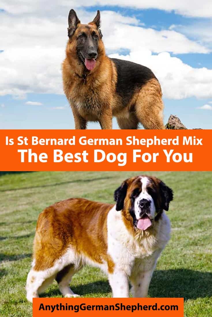 St Bernard German Shepherd Mix: The Saint Shepherd