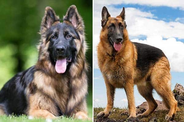 different breeds of german shepherds