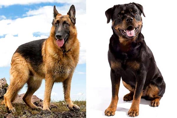 German Shepherd Rottweiler Mix: Can Shepweiler Be the Best Dog For Your ...