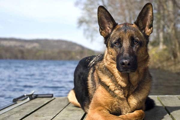 living with a german shepherd