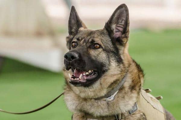 german shepherd service dog training