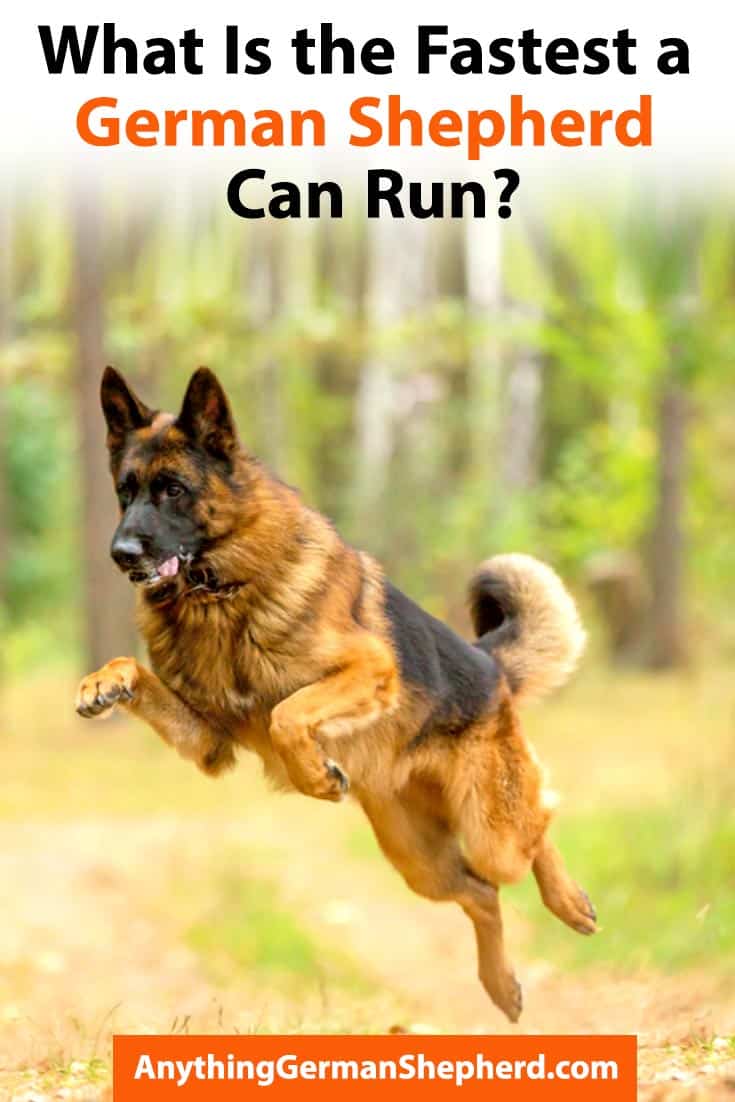 how-fast-can-german-shepherd-run | Anything German Shepherd