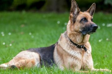 How Many Bones Does a German Shepherd Have? Interesting Fact