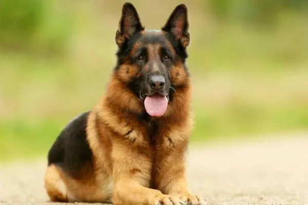 are german shepherd dogs aggressive