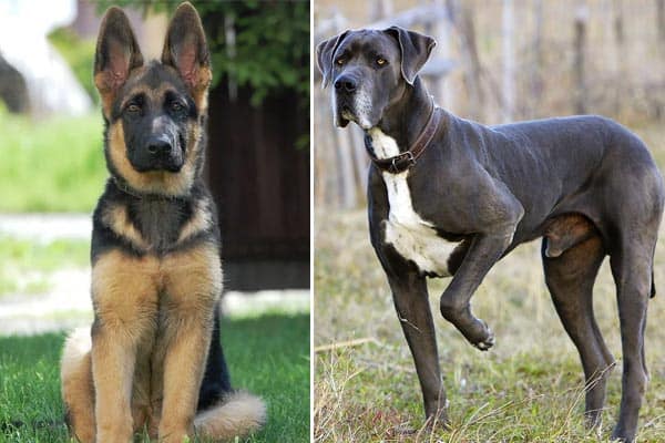 Top 15 Great Dane And German Shepherd Mix Puppies 2022