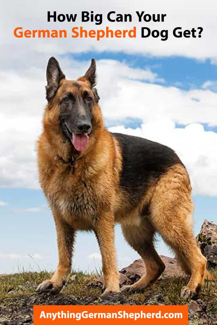 HowbigdoGermanShepherdsget Anything German Shepherd