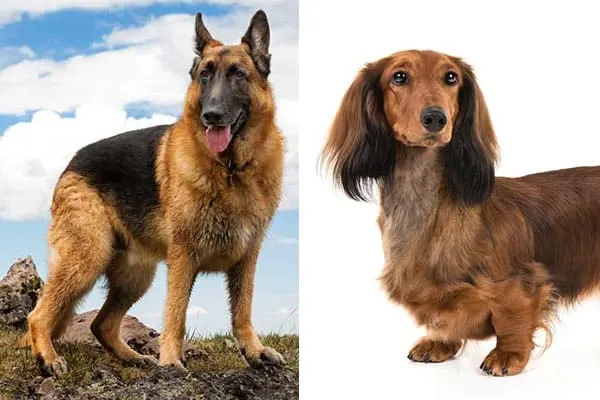 dachshund mixed with german shepherd