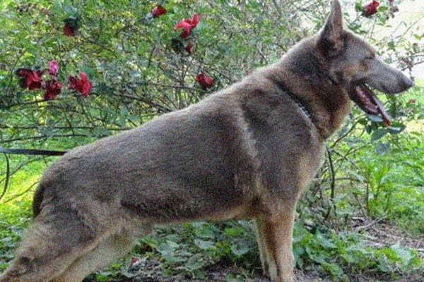 liver german shepherd