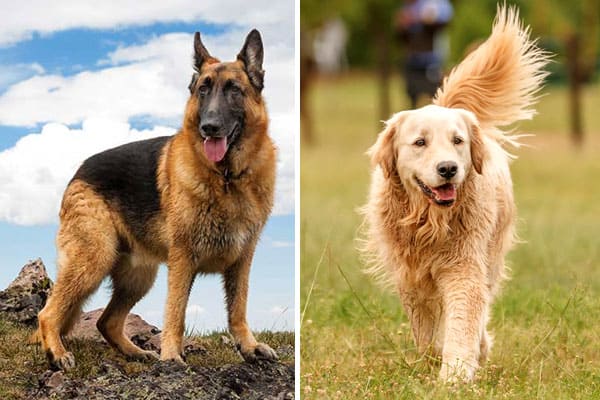 what breeds do golden retrievers get along with