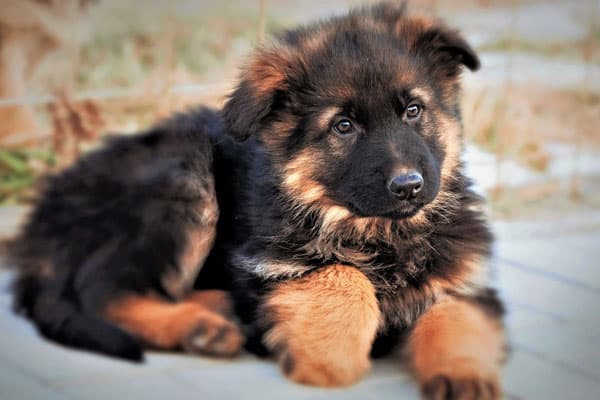 show me pictures of baby german shepherds