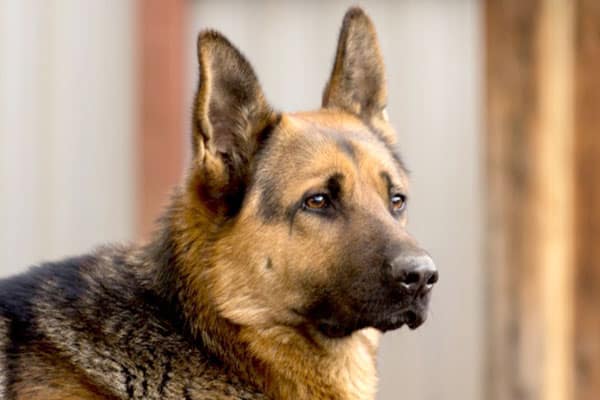 are german shepherds allergic to peanut butter
