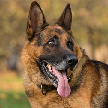 Why Is My German Shepherd Scratching So Much? 9 Solutions!