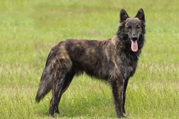 dutch shepherd dog for sale