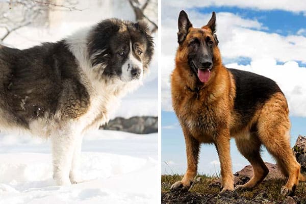 caucasian shepherd dog size