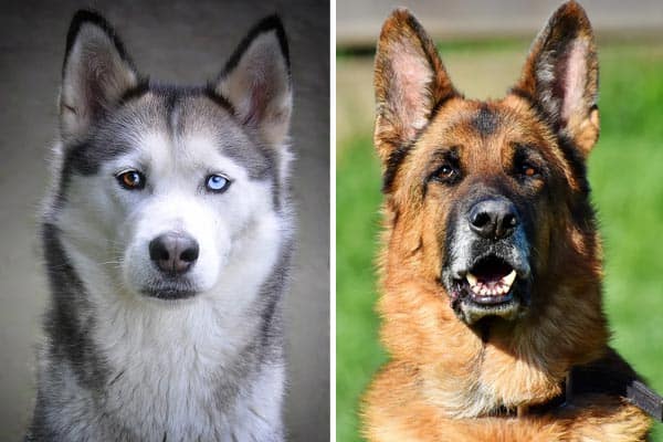 German Shepherd Husky Mix: How to Best Succeed With | Anything German ...