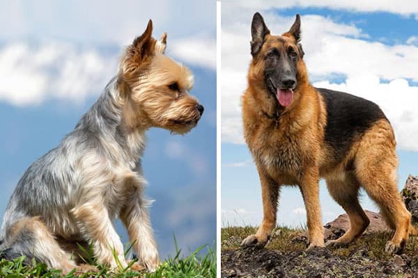 how old should a yorkie be to breed