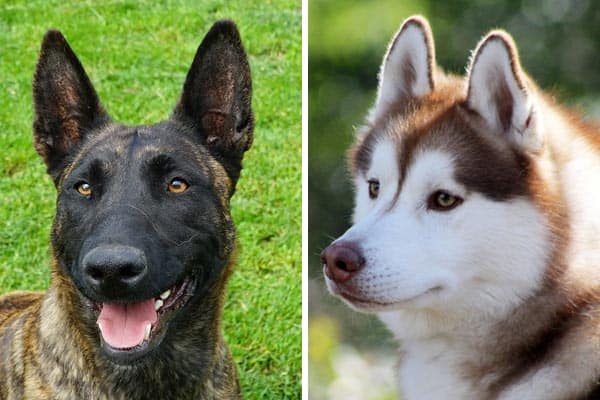 The Extra Rare Dutch Shepherd Husky Mix What Should You Know About Anything German Shepherd