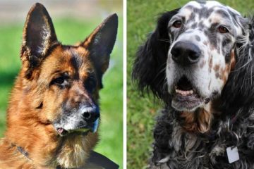 The Rare English Setter German Shepherd Mix: How to Best Solve the Mystery