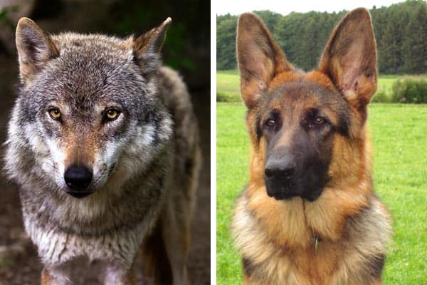 wolf and german shepherd hybrid