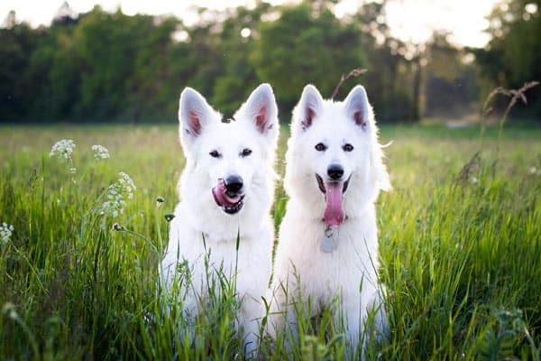 √√ White German Shepherd Puppies For Sale In Netherlands - Buy Puppy In ...