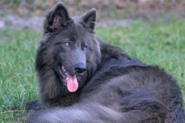 Unique Rare Blue German Shepherd Dog 