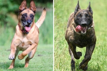 Dutch Shepherd Vs. Belgian Malinois: Both Brave, Smart - But Which Is ...