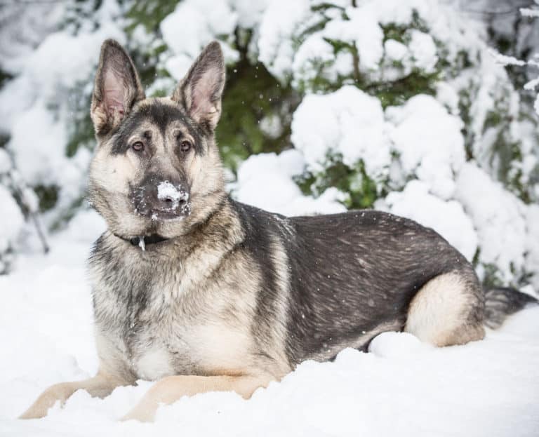 The Unusual Silver German Shepherd: What Should You Know?