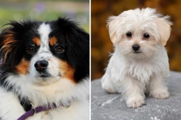 Australian Shepherd Maltese Mix: the Not So Tiny Yet Still Mighty ...