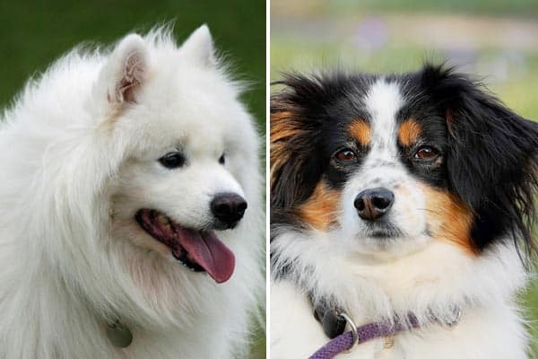 Samoyed Australian Shepherd Mix The Wild And Hairy Truth About This Hybrid Breed Anything German Shepherd