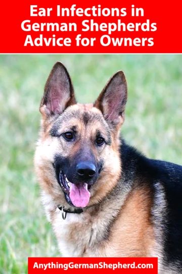 Ear Infections in German Shepherds: Advice for Owners